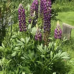 Oostzomerland 3* Mijnsheerenland