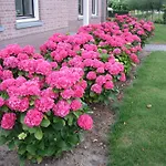 Pensjonat Oostzomerland Mijnsheerenland