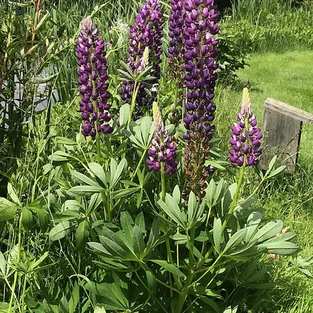 Oostzomerland 3* Mijnsheerenland