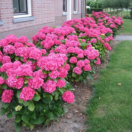 Bed & Breakfast Oostzomerland Mijnsheerenland