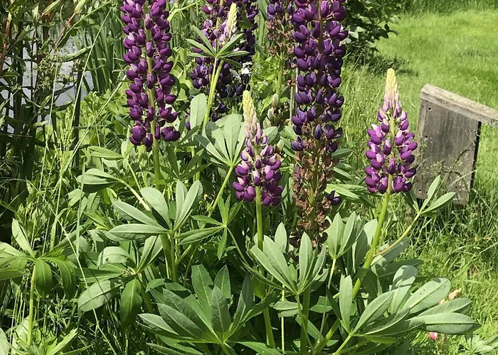 Oostzomerland 3* Mijnsheerenland